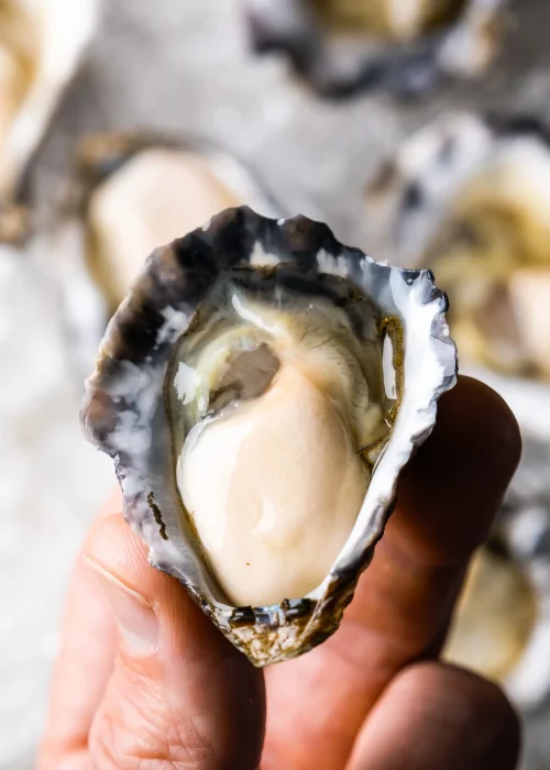 Sydney_Rock_Oyster_Closeup