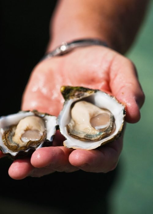 coffin bay oysters